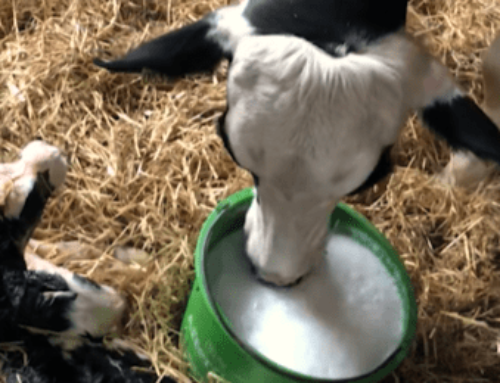 Hjælp din ko til hægterne igen efter kælvning