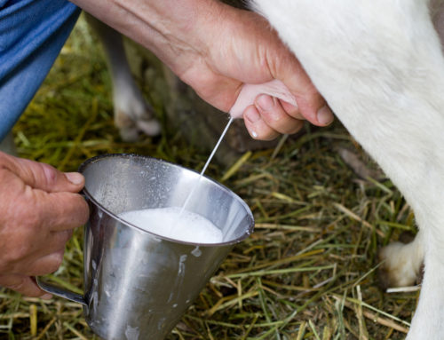 Forskellen mellem vallepulver og skummetmælks-erstatning