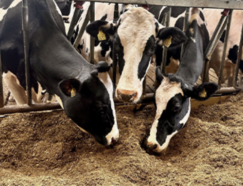 Risiko for toksiner i køernes foder skal tages alvorligt